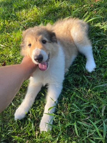Rough Collie – Rough collies