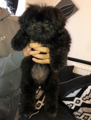 Shih Tzu – puppy for sale
