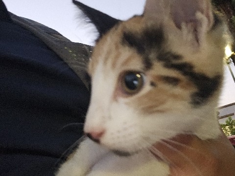 Kitten - Free to loving home – Highland