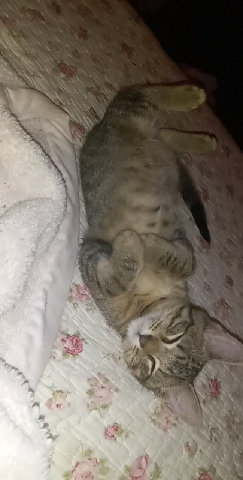 Russian White, Black and Tabby – marceline (Grey tabby)