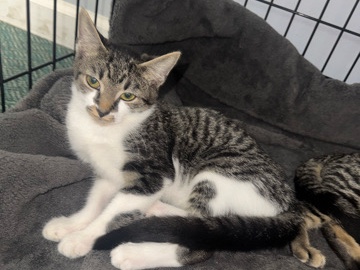 NEEDS FOSTER OR HOME – Charlotte