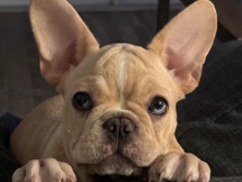 French Bulldog – NEEDS A HOME ASAP – Cypress