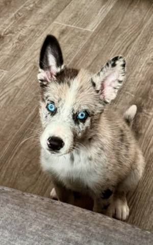 Australian Cattle Dog – Blue Heeler mix girl puppy