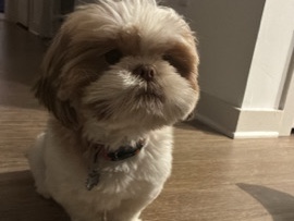 Shih Tzu – male 1 year old Shih Tzu – Warren