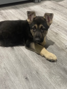 German Shepherd – German Shepherd
