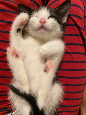 Brazilian Shorthair – kitten for sale