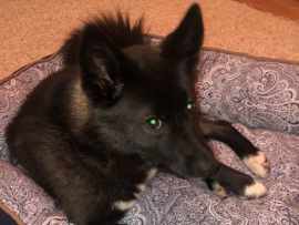 Pomsky – female pomsky – Indianapolis