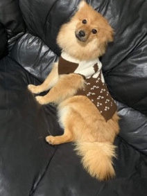 Pomeranian – German Spitz - Pomeranian Male READ DESCRIPTION