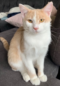 American Shorthair – Re-home