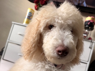 Poodle – Melissa TX – Melissa