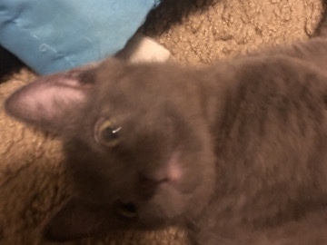 black kitten – Avondale