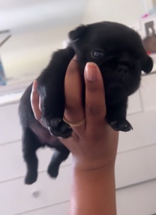 Pug – pug pups