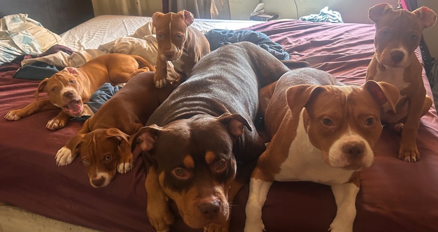 American Pit Bull Terrier – Puppies in need of forever homes