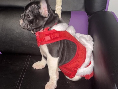 French Bulldog – happy holidays