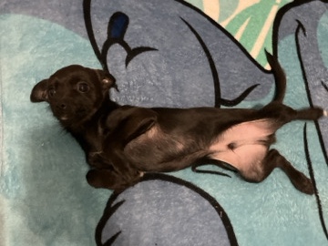 English Toy Terrier (Black & Tan) – Chihuahua mixed – East Orange