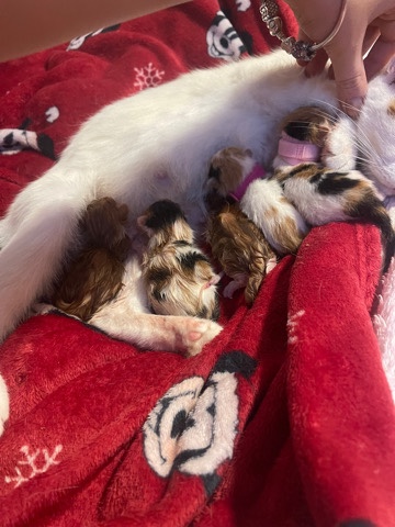 Maine Coon – maincoon kittens