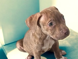 Pit Bull – Pitbull puppy’s
