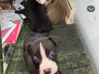 American Pit Bull Terrier – Bully XL Standard Pitts – Fremont Hills