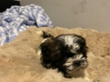 Kobe - Rehoming needed ASAP