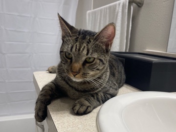 American Shorthair – Tito – Houston