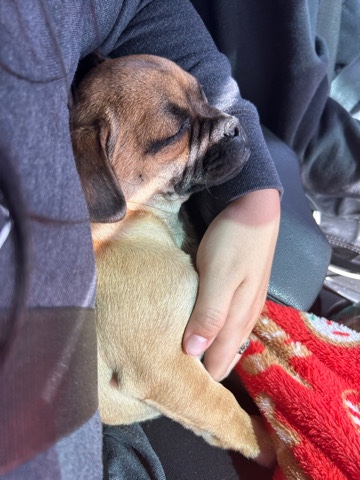 Pug β penny π