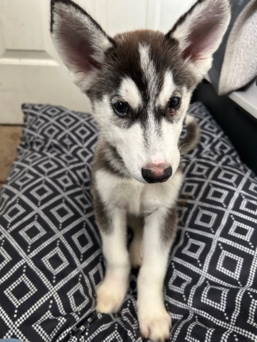 Mixed Husky