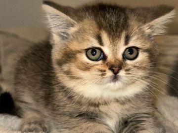 British Shorthair – BKH kitten – Hagen