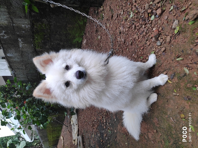 Pomeranian – Pomeranian