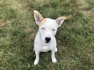 Mixed Breed – Husky Mix ready for Adoption – Hickory
