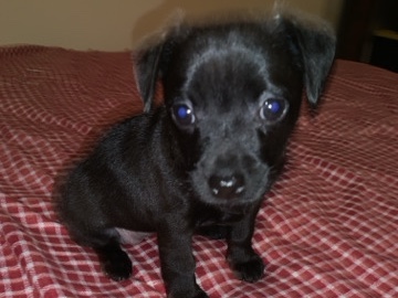 Chihuahua – Chiweenie Puppy – Roseville
