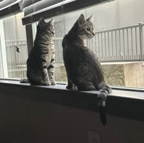 American Shorthair – kittens