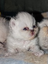 petshome%2Fadverts%2FqFEvXemID6ybrOI5wKUr%2Fmain image