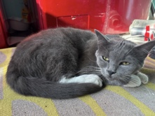 Siamese – Beautiful one year old siamese cat – Los Angeles