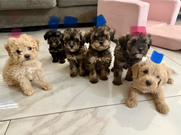 Goldendoodle – Mini golden doodle puppies – Tempe