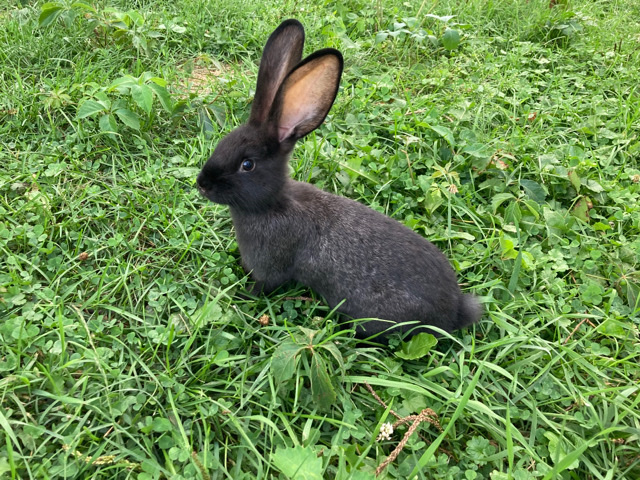 Flemish Giant Rabbits 
