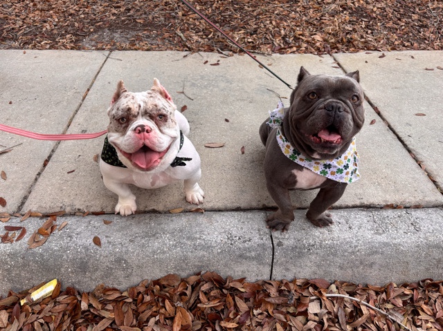 French Bulldog – Nano & Micro Bullies  for Sale – 14 Months and 3 Years Old in Orange City – Orange City