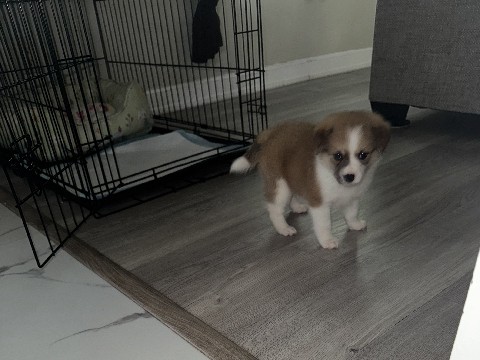 pembroke wellsh corgi