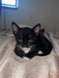 Siamese – Black Female Siamese mix