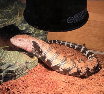 Blue Razberry (Indonesian Blue Tongue Skink)