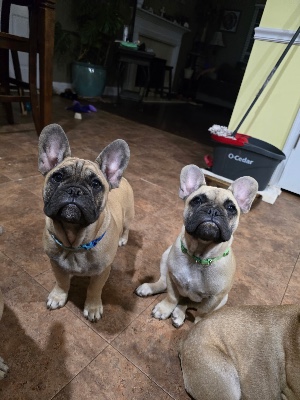 French Bulldog – Frenchie puppies for sale – Winder