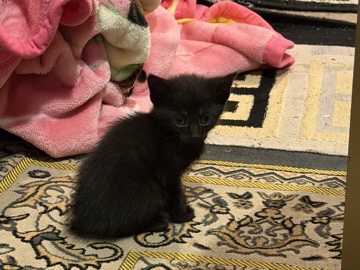 American Shorthair – lovely kitten for adoption – Rochester