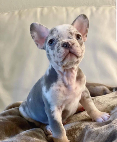 French Bulldog – French bulldog near me