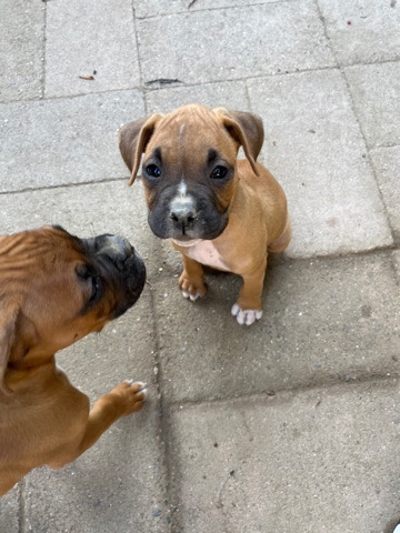 Boxer – baby boxers