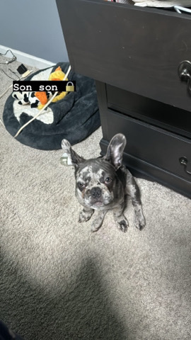 French Bulldog – french bulldog