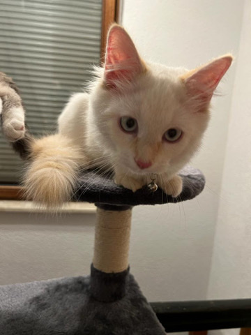 Maine Coon – SEHR DRINGEND!! Maine Coone Kitten abzugeben