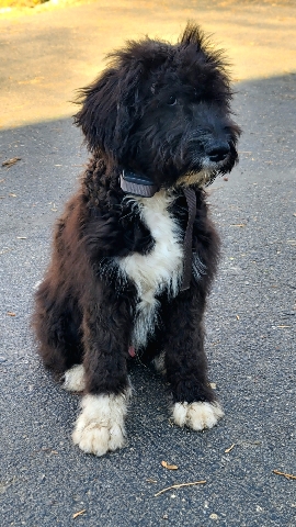 Duke is a fully trained, 22 week old bernedoodle!