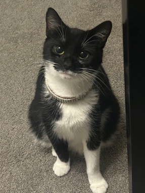 American Shorthair – rehome a cat