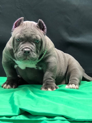 micro exotic bully puppy
