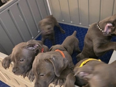 Cane Corso – Cane Corso Pups! Las Vegas NV Area – Las Vegas