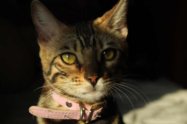 Bengal – Female Bengal